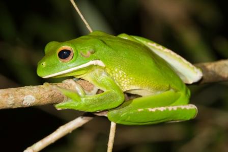 Resultado de imagen de ranas